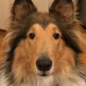 Meet your Posher, Abby